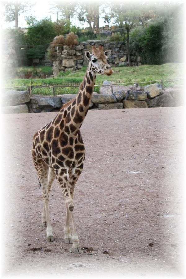 Bulle D Evasion Silly Pres De Pairi Daiza Exterior foto